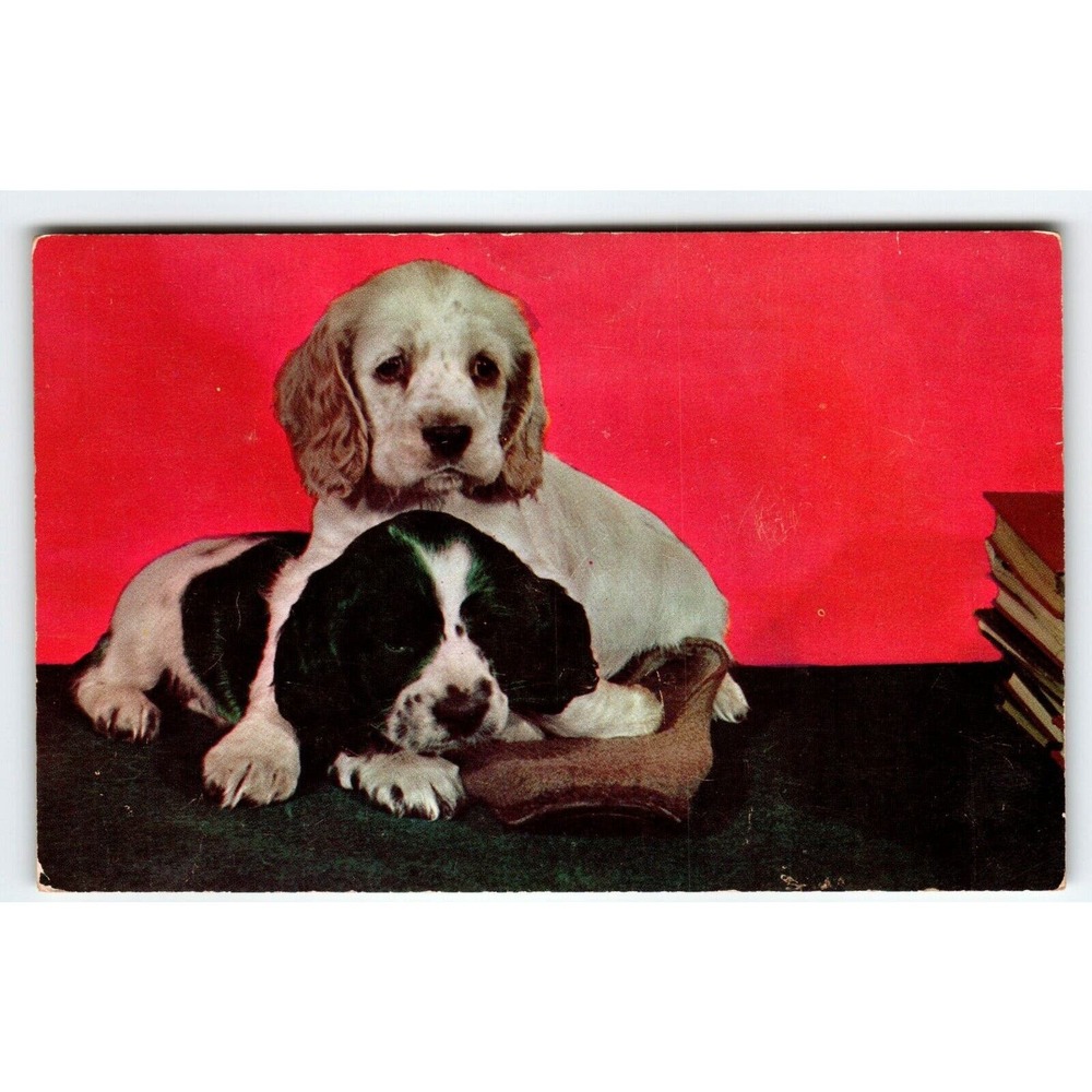 Cocker Spaniels Puppy Dogs Postcard Chrome Colourpicture Vintage Cute Unposted
